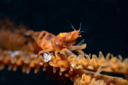 Gorgonian Shrimp by Julian Hsu 
